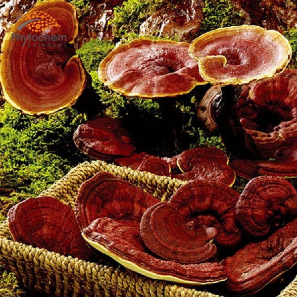 Reishi Mushroom Extract