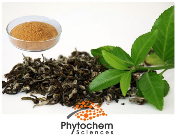 Green tea extract powder