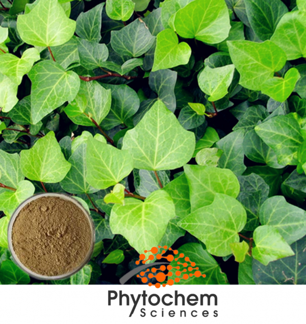 Ivy leaf powder extract