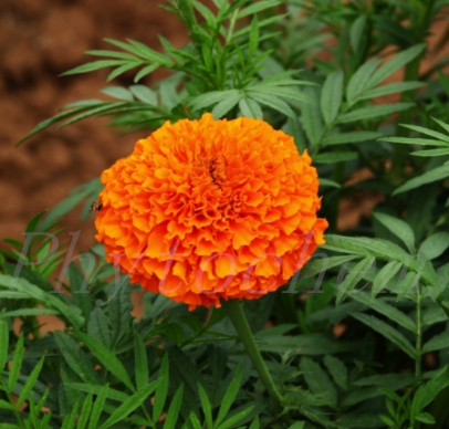 Marigold Extract For Eyes
