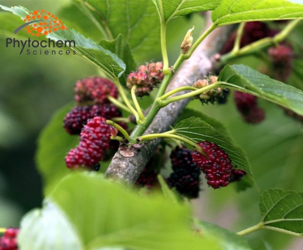 Mulberry-fruit
