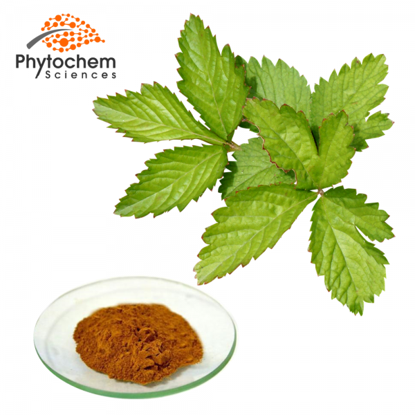 Mulberry leaf extract powder