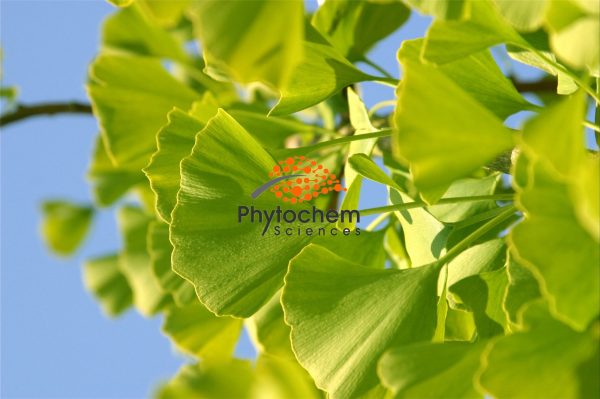 Organic Ginkgo Biloba leaf