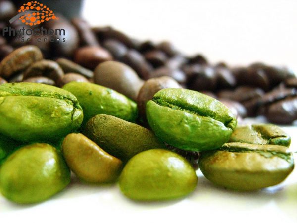 natural green coffee bean
