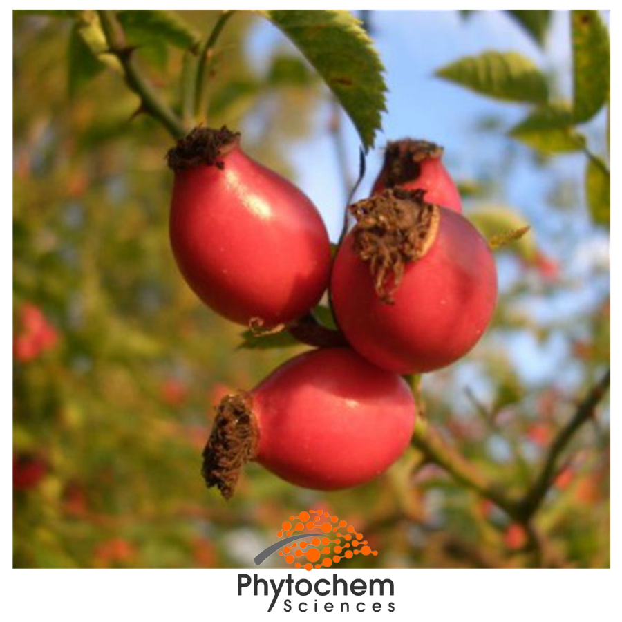 rosehip fruit extract
