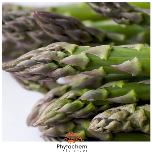 asparagus officinalis extract benefits