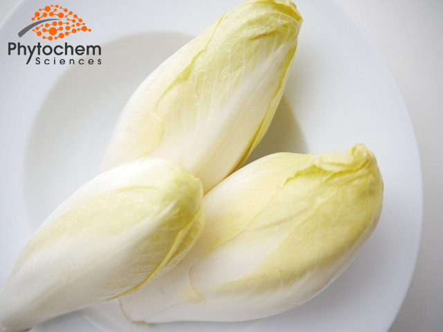 chicory extract uses