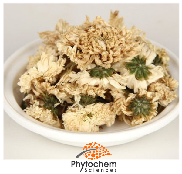 chrysanthemum extract supplement