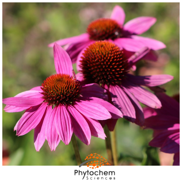 echinacea angustifolia extract for anxiety
