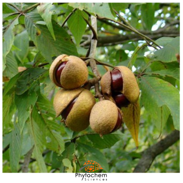 horse chestnut seed extract