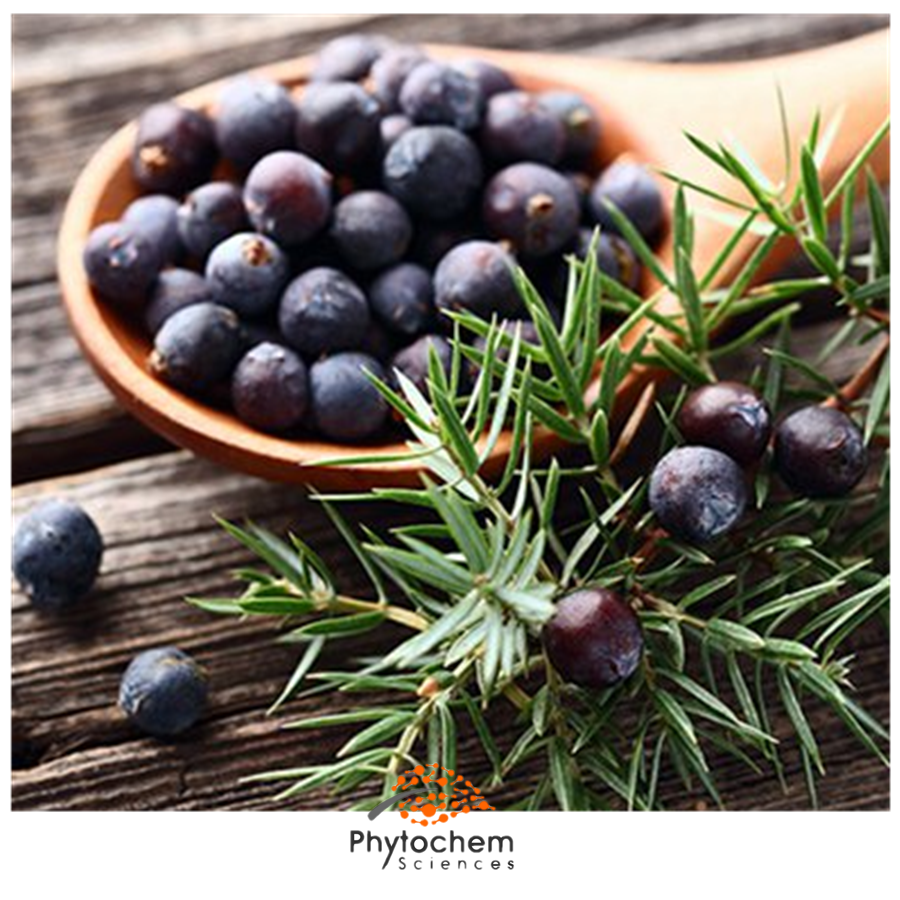 juniper berry extract benefits