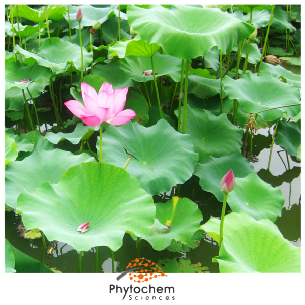 lotus leaf extract benefits