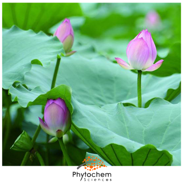 lotus leaf extract supplement