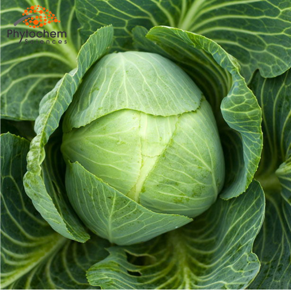 organic cabbage extract