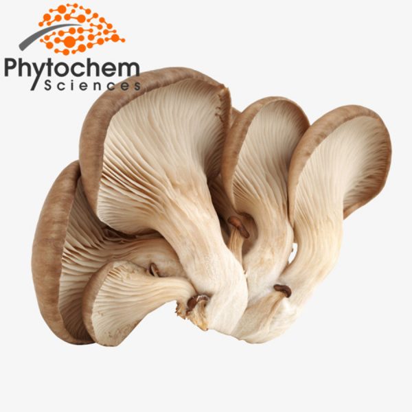 oyster mushroom extract benefits