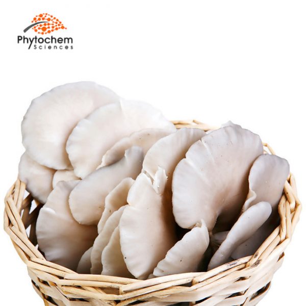 oyster mushroom extract supplement