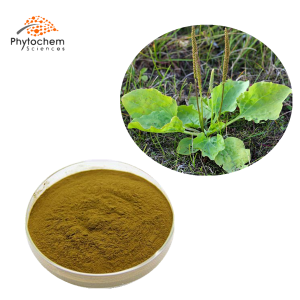 plantain extract supplement