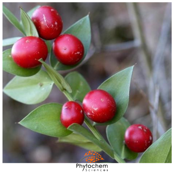 ruscus aculeatus root extract