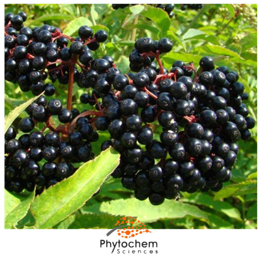 sambucus black elderberry extract