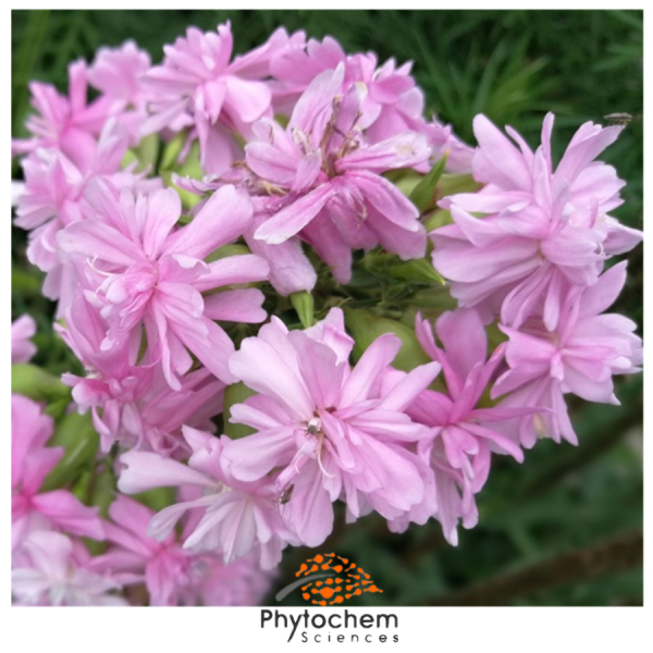 saponaria extract supplement