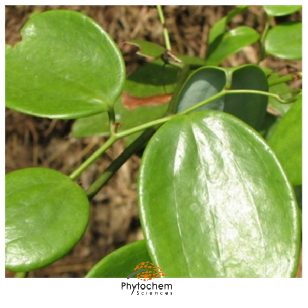 smilax officinalis extract benefits